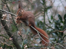 B-Eichhörnchen 006.jpg